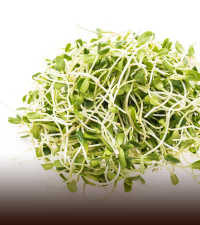 Alfalfa sprouts