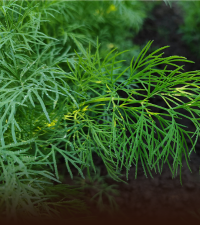 Anethum graveolens