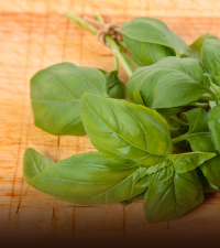 Basil