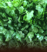 Coriander leaf