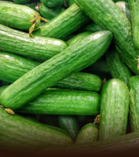 Cucumber