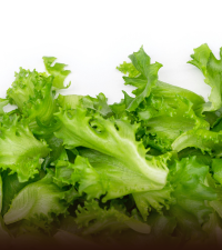 Lettuce