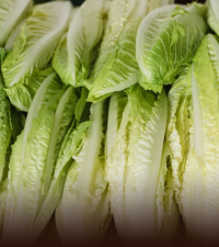 Lettuce