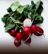 Radish Red