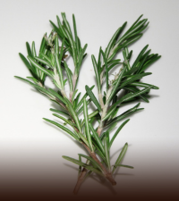 Rosemary
