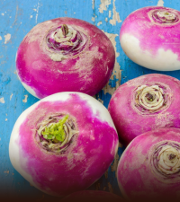 Turnip