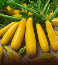 Yellow Zucchini